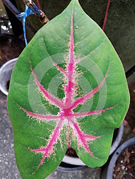 CaladiumÃ¢â¬â¹ bicolorÃ¢â¬â¹ PlantsÃ¢â¬â¹